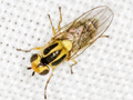 Thaumatomyia hallandica